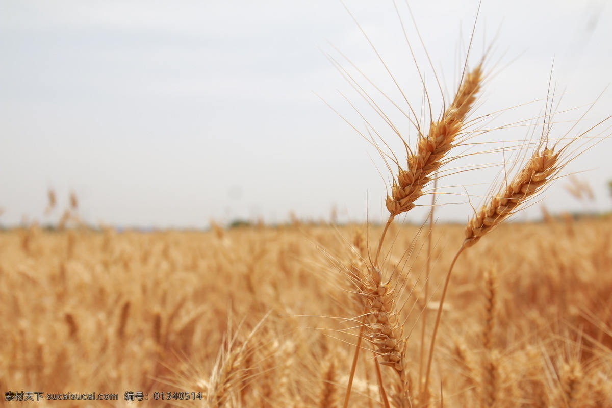 成熟的小麦 小麦 收获的季节 成熟的麦子 麦穗 麦田 自然景观 田园风光