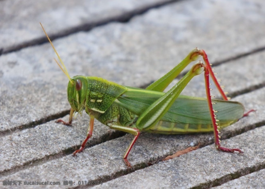 大螳螂 高清图图片 高清 螳螂 自然 动物 生物世界 昆虫