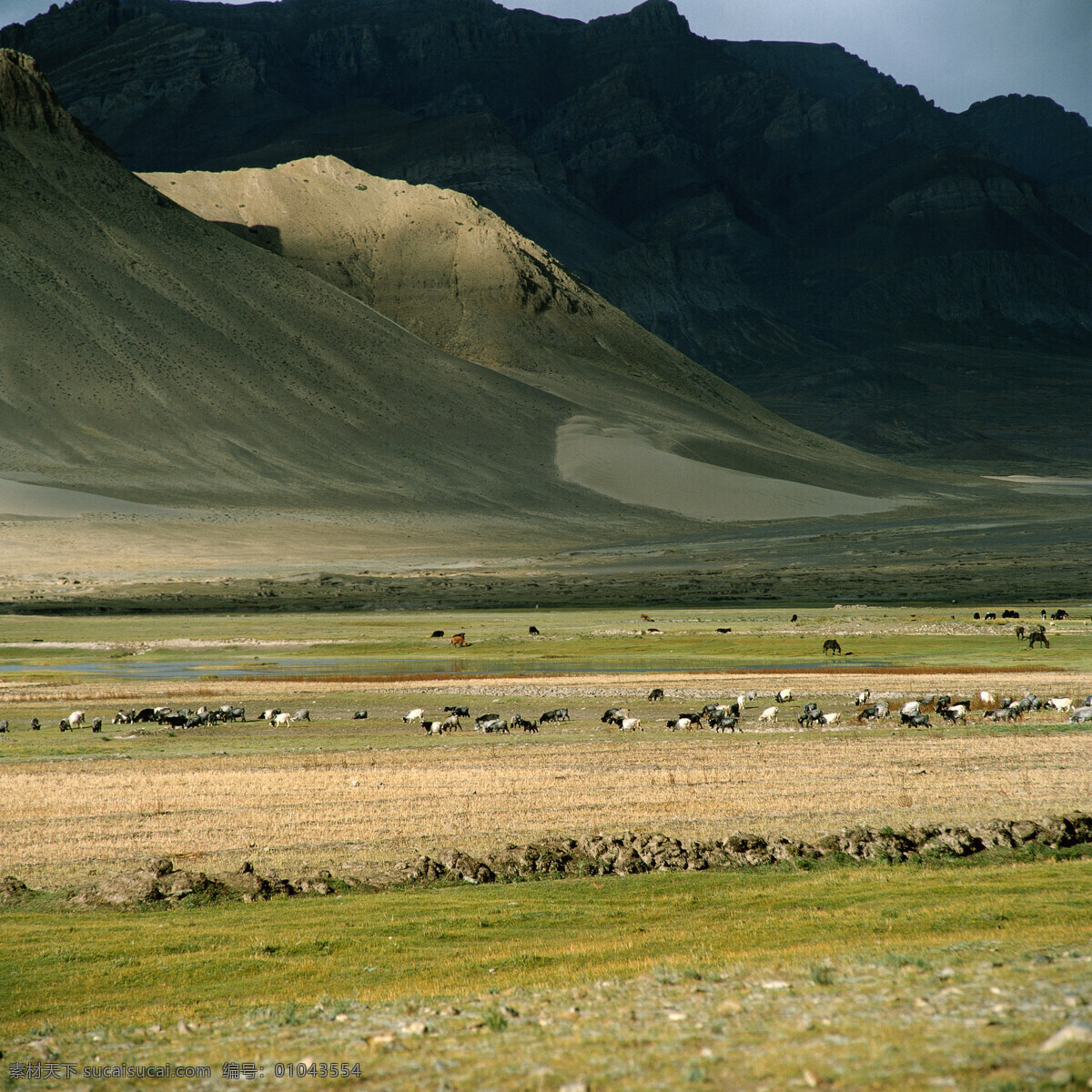 草原风景摄影 大自然 自然风景 美丽风景 美景 景色 风景摄影 旅游景区 旅游风景 旅游奇观 草原 羊群 牛群 自然景观 黑色