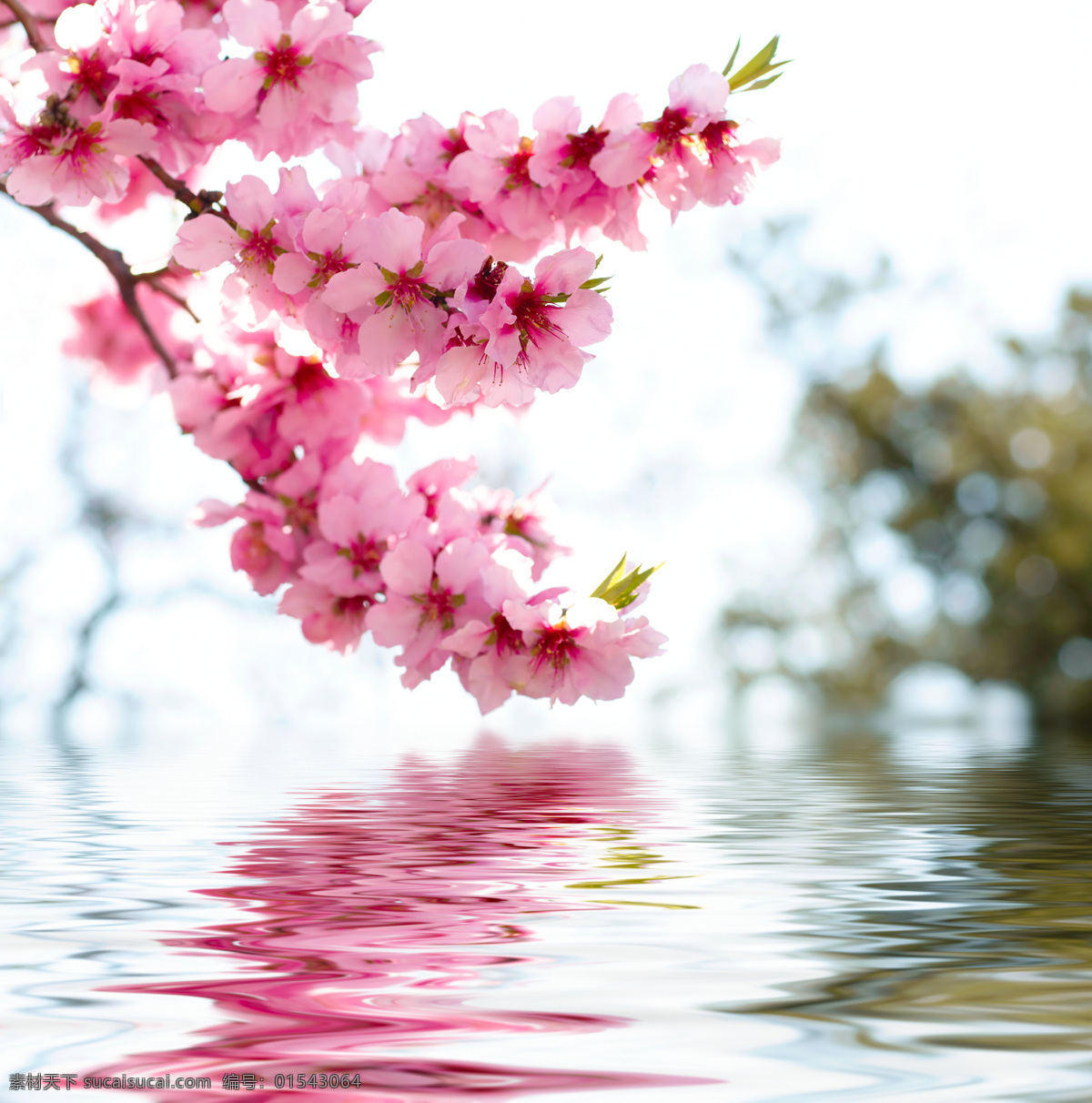 湖水 上空 粉色 樱花 峡盏姆凵 白色