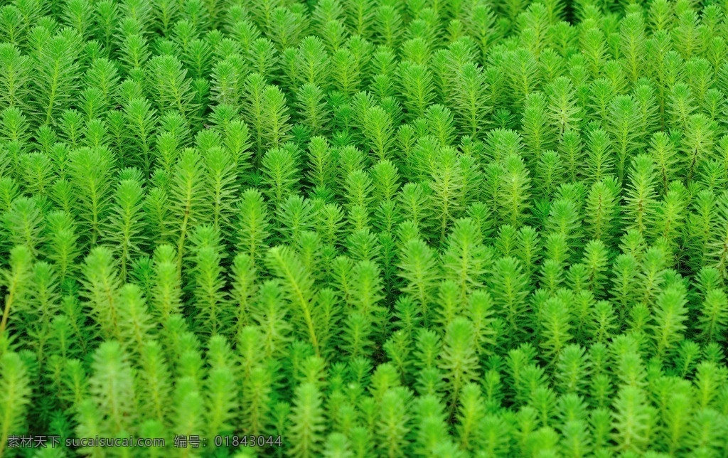 水草 生态 绿草 水面 池塘 花草 生物世界