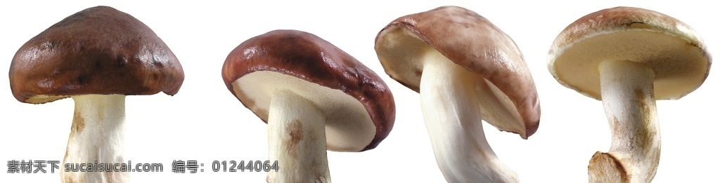 蘑菇 免 扣 高清 素材图片 蘑菇png 高清蘑菇图片 文件 蘑菇免扣素材 蘑菇素材 各种 生物世界 蔬菜