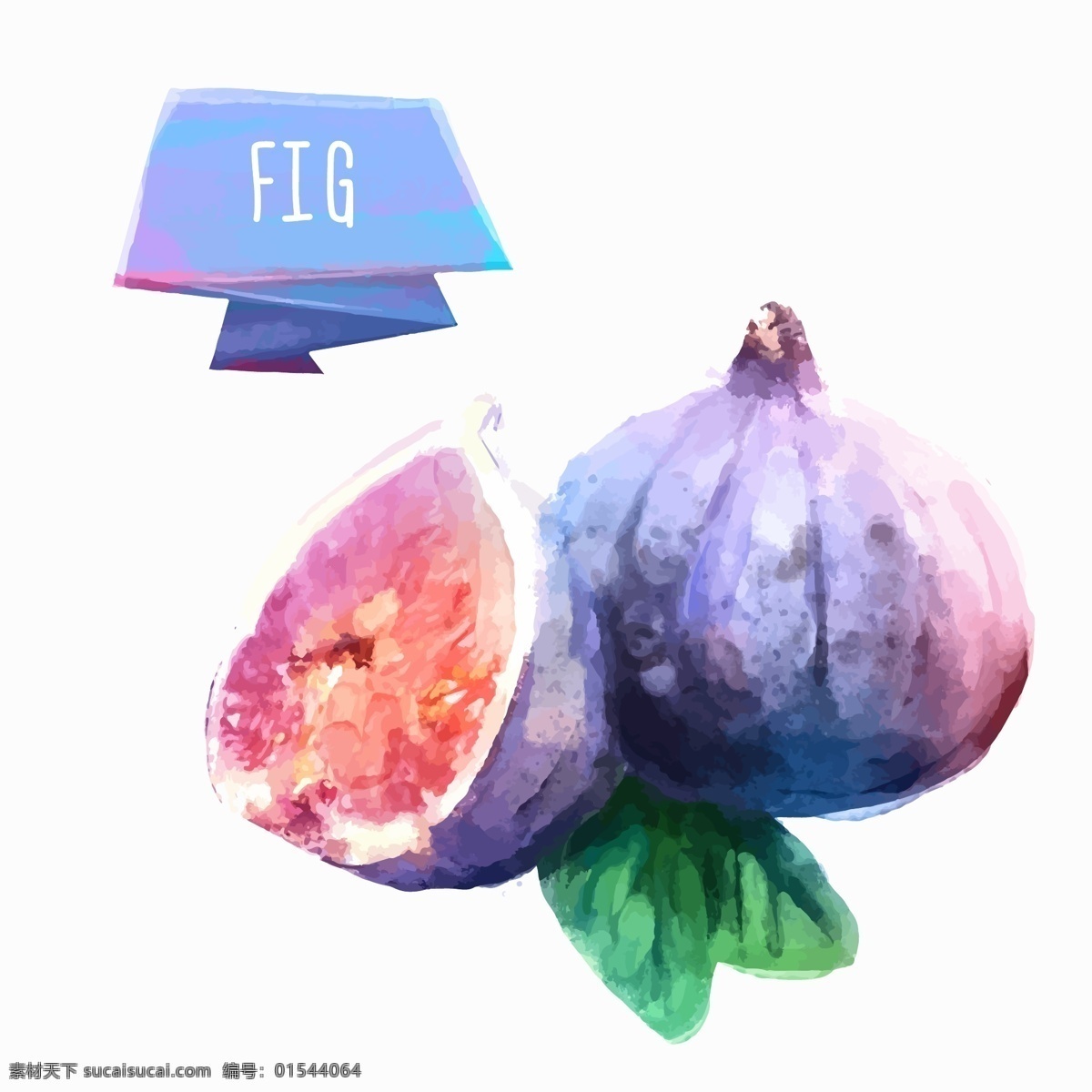 手绘水果 无花果 水彩水果 矢量 生物世界 野生动物 白色