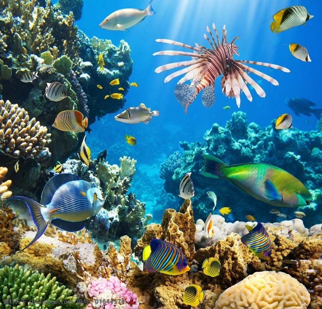 海底世界 鱼 海底 水草 鱼类 海底素材 大海 海水 光线 蓝色 梦幻 唯美 鱼群 海底世界图片 珊瑚 海洋 海洋生物 生物世界 动物生物
