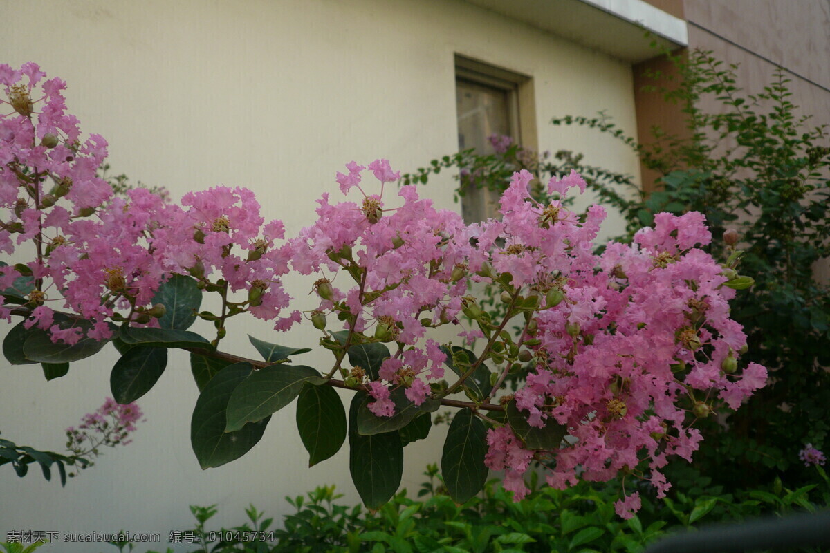 紫薇花 植物 花草 生物世界