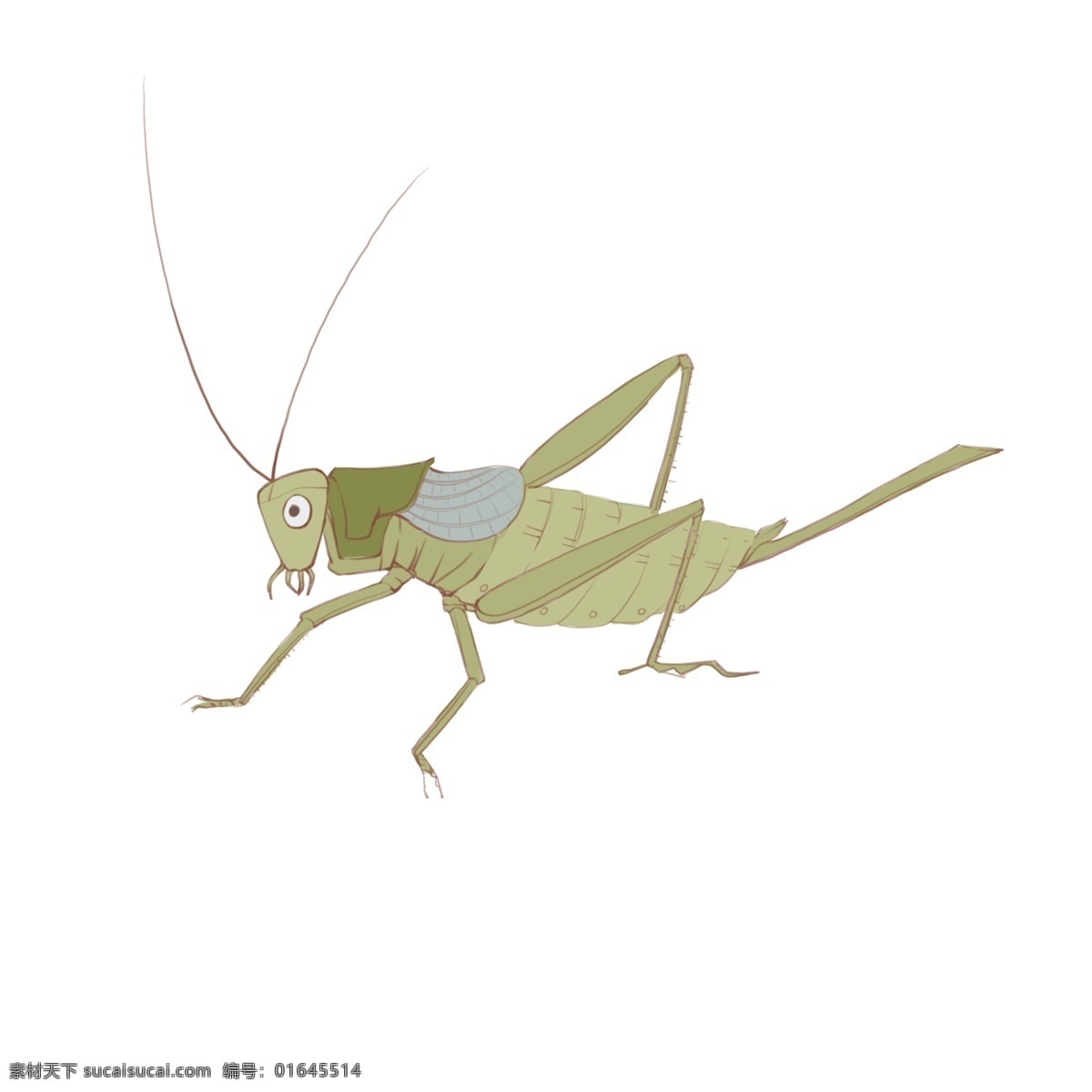 手绘 绿色 蟋蟀 虫子 商用 元素 昆虫
