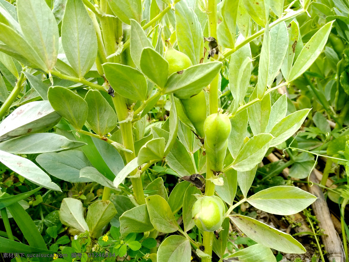 豆子 豆田 青蚕豆 小豆 田园 自然景观 田园风光