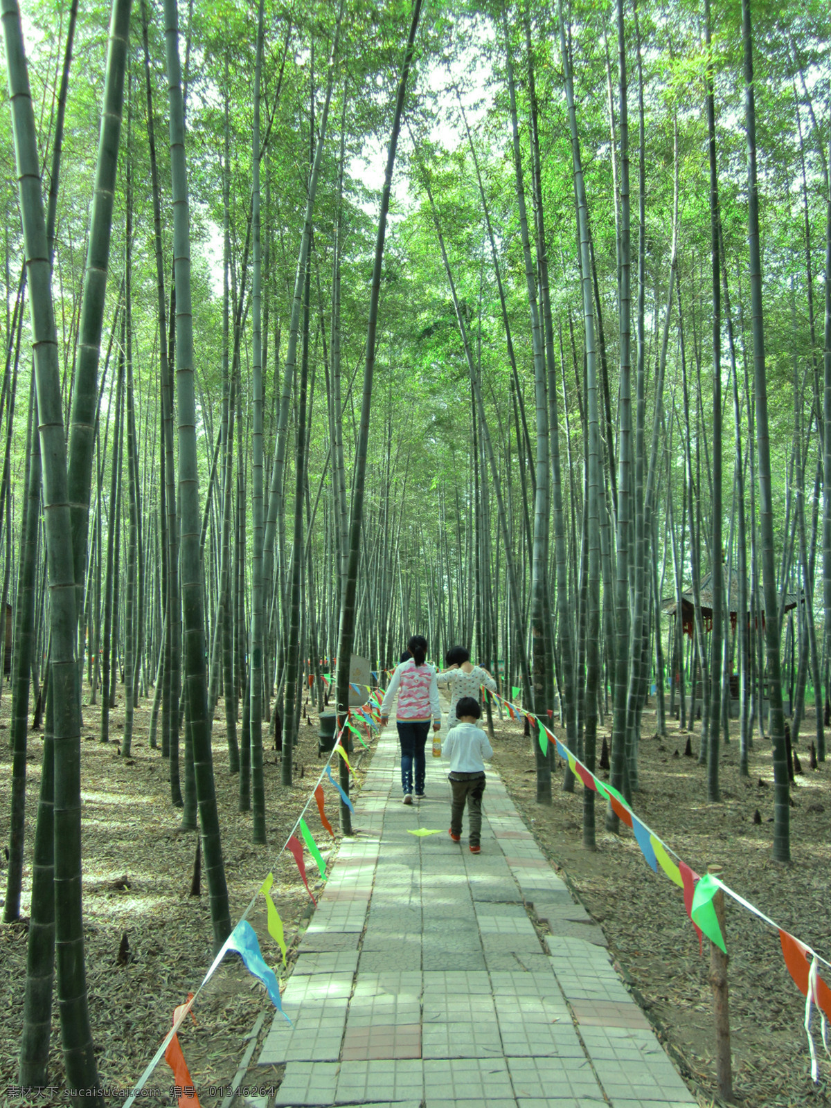 国内旅游 孩子 景区 旅游 旅游摄影 毛竹 竹林 竹子 北方 竹洞天 日照 淡竹 斑竹 月竹 紫竹 钢竹 金镶玉竹 日照竹洞天 矢量图 日常生活