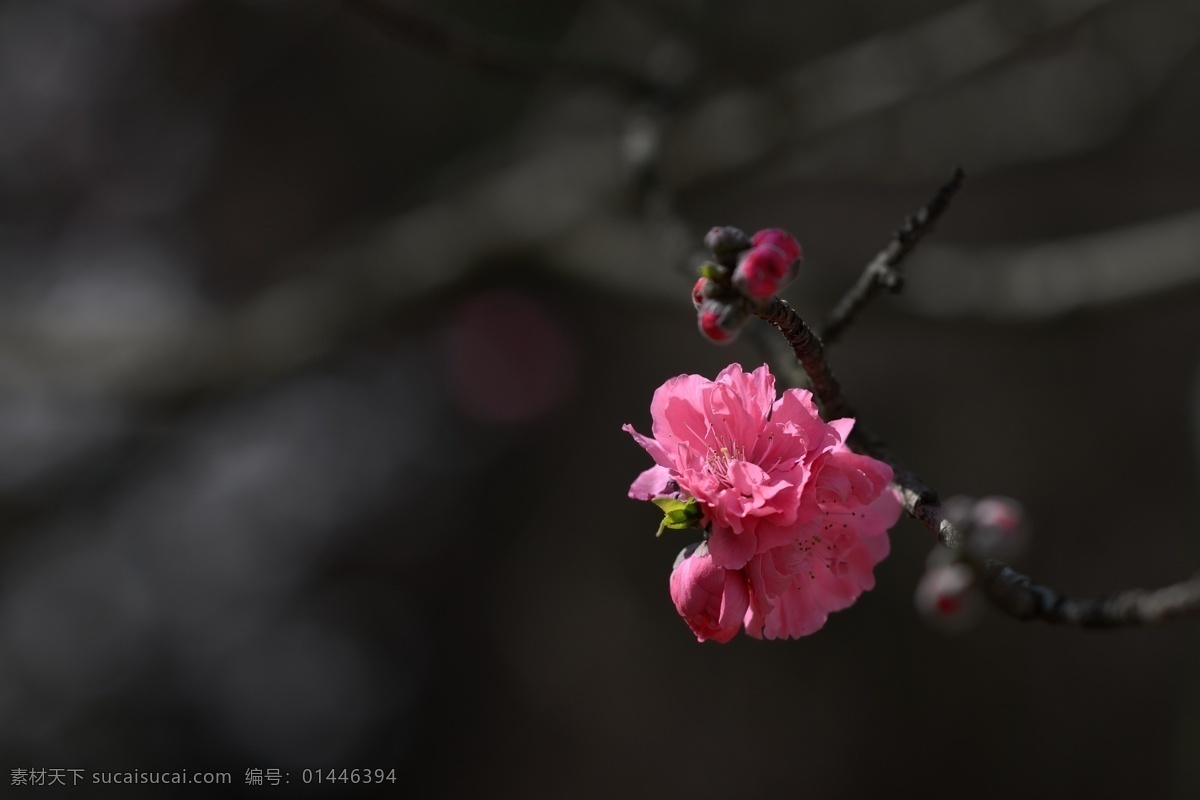 阳光下的桃花