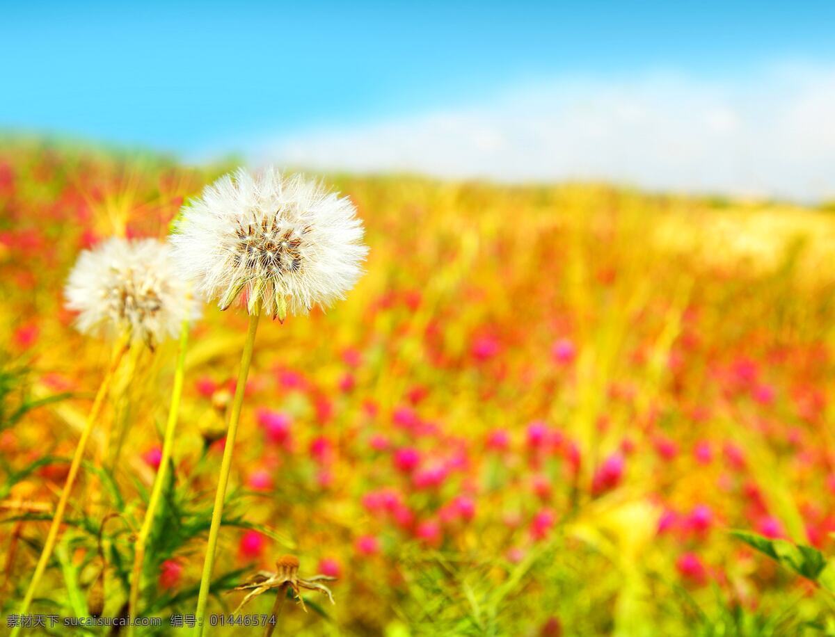 秋天风景 美丽风景 花海 蒲公英 花草 金黄色 蓝天白云 自然风景 自然景观