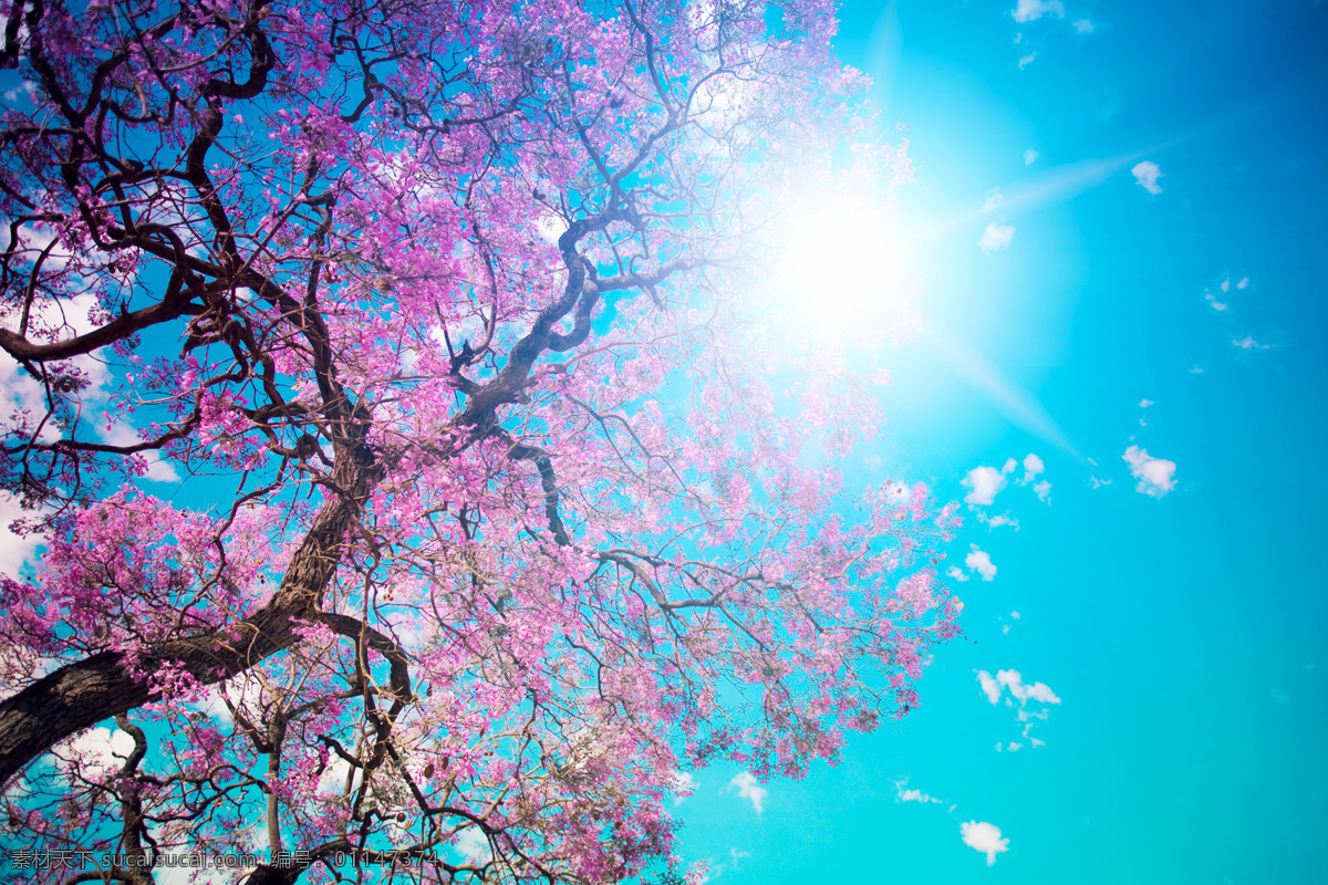 阳光 鲜花 背景 春天 春季 鲜花背景 树木 天空 美丽风景 花草树木 生物世界