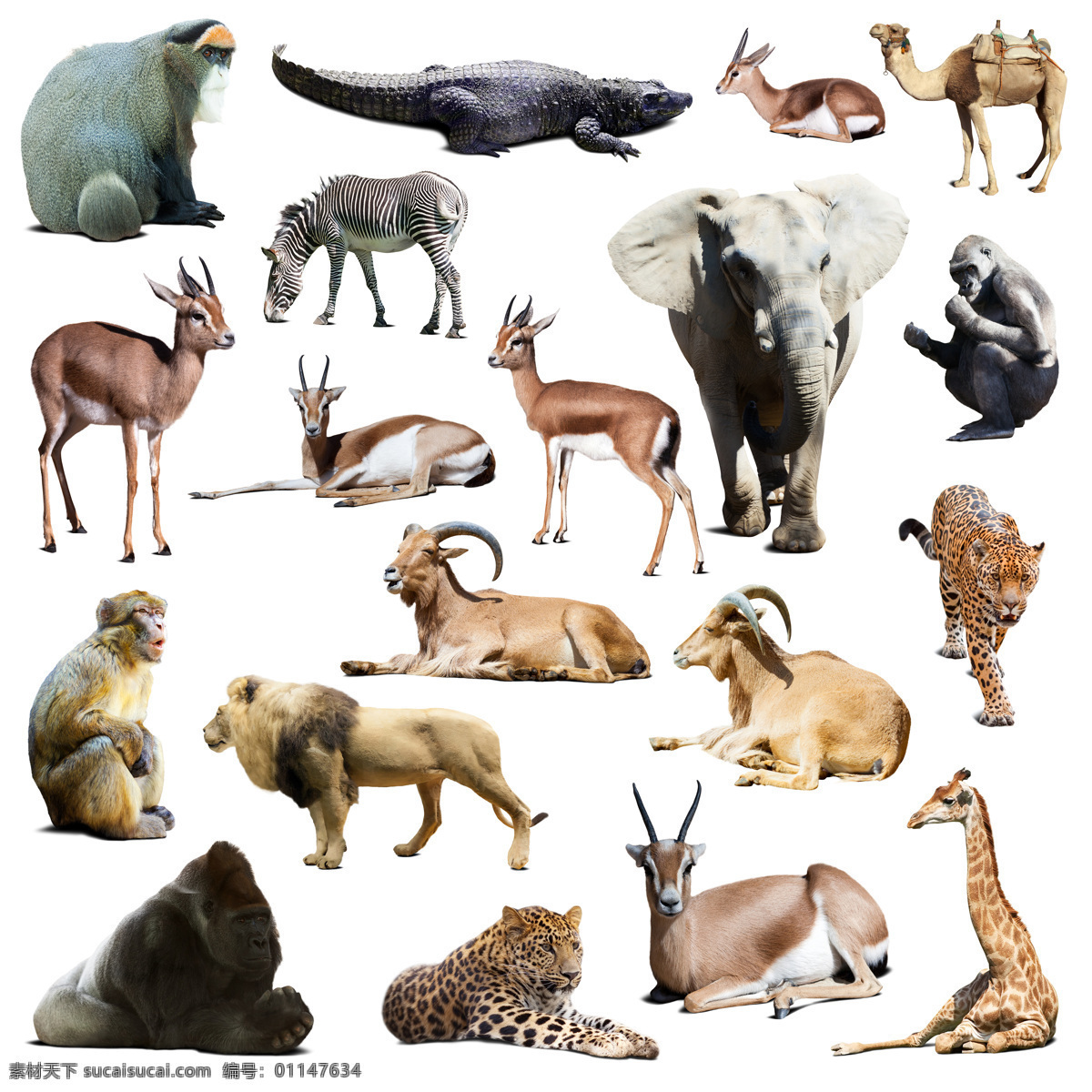 野生动物 野生动物摄影 狮子 豹子 猩猩 羚羊 长颈鹿大象 猴子 鳄鱼 斑马 动物世界 陆地动物 生物世界
