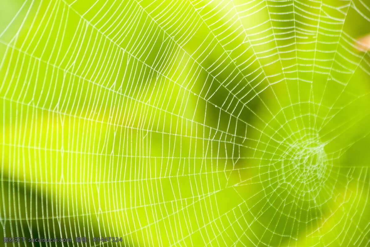 绿色 蜘蛛网 高清 网状 网状物 网 细丝