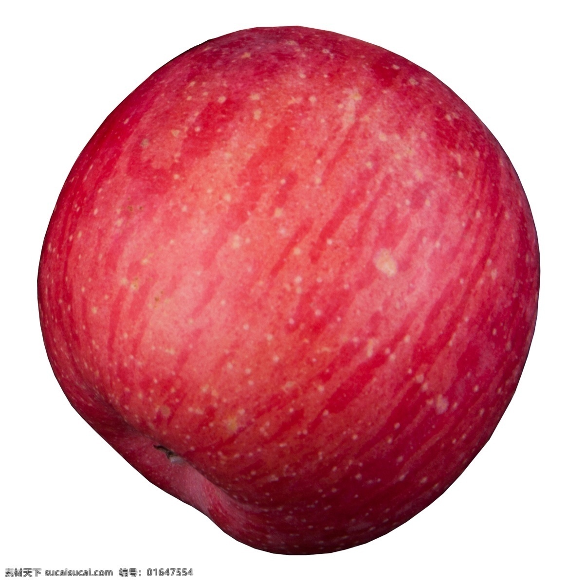 实拍 果林 果树 一个 水果 苹果 大红苹果 红富士苹果 大个红苹果 苹果果实 红色苹果果实