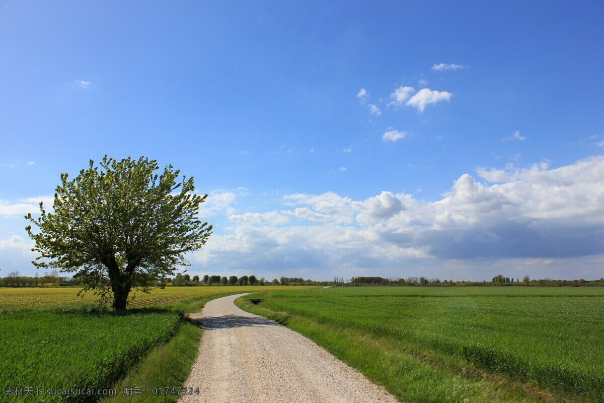 景观 性质 天空 windows 桌面 农业 小麦 云 黄色 太阳 绿 大树 云彩 云朵 蓝天 自然摄影 自然景观 自然风景