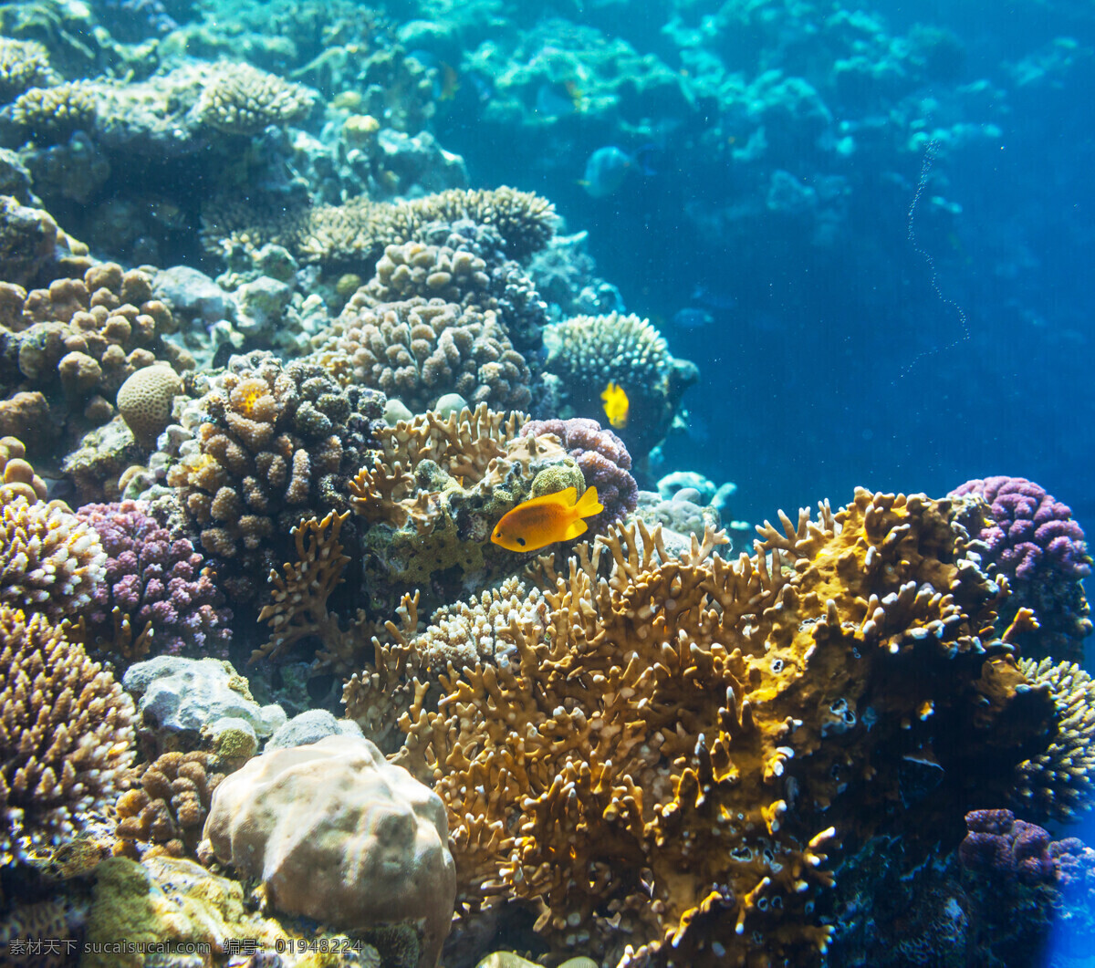 鱼类动物 海底动物 海底世界 海水 海洋 深海 鱼群 珊瑚 深海里的珊瑚 海洋海边 自然风景 自然景观 黑色