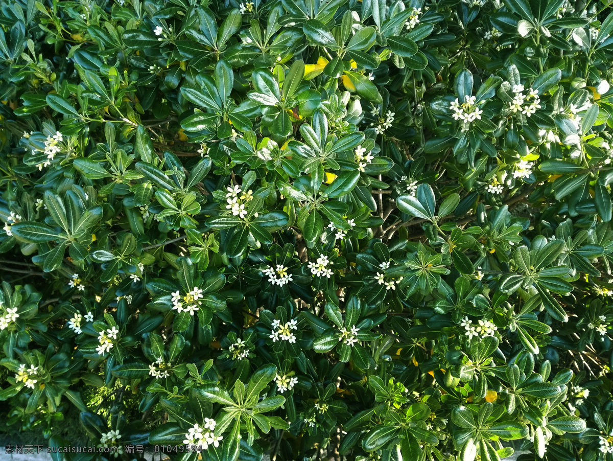 海桐花 光叶海桐 海桐 白花 白色 白 小花 花头 花朵 鲜花 花 花枝 花丛 花叶 绿叶 叶子 叶 绿色 绿化 园艺 花园 花圃 花苑 观赏 花香 花卉 花草 植物 生物世界 春天 春日 盛开 绽放 高清 230pi 摄影花卉
