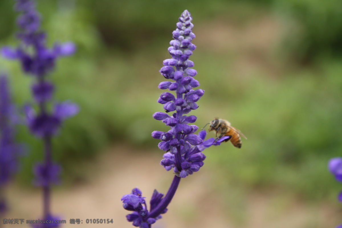 蜜蜂 采蜜 薰衣草 蜜蜂采蜜 微距 动物 昆虫 生物世界