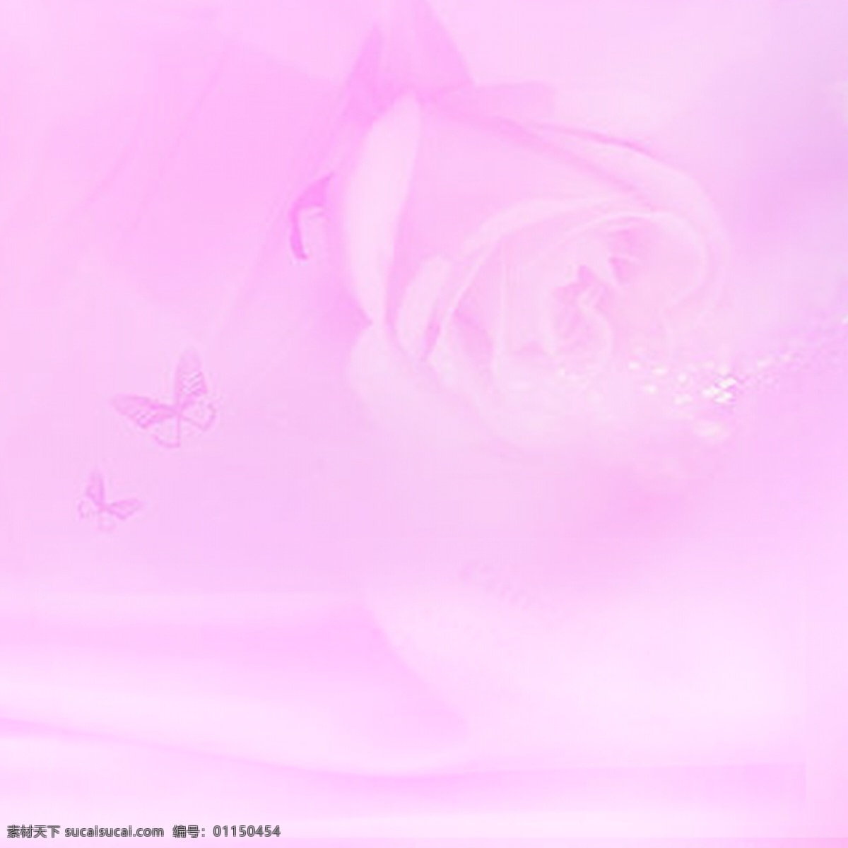 紫色 梦幻 玫瑰花 背景