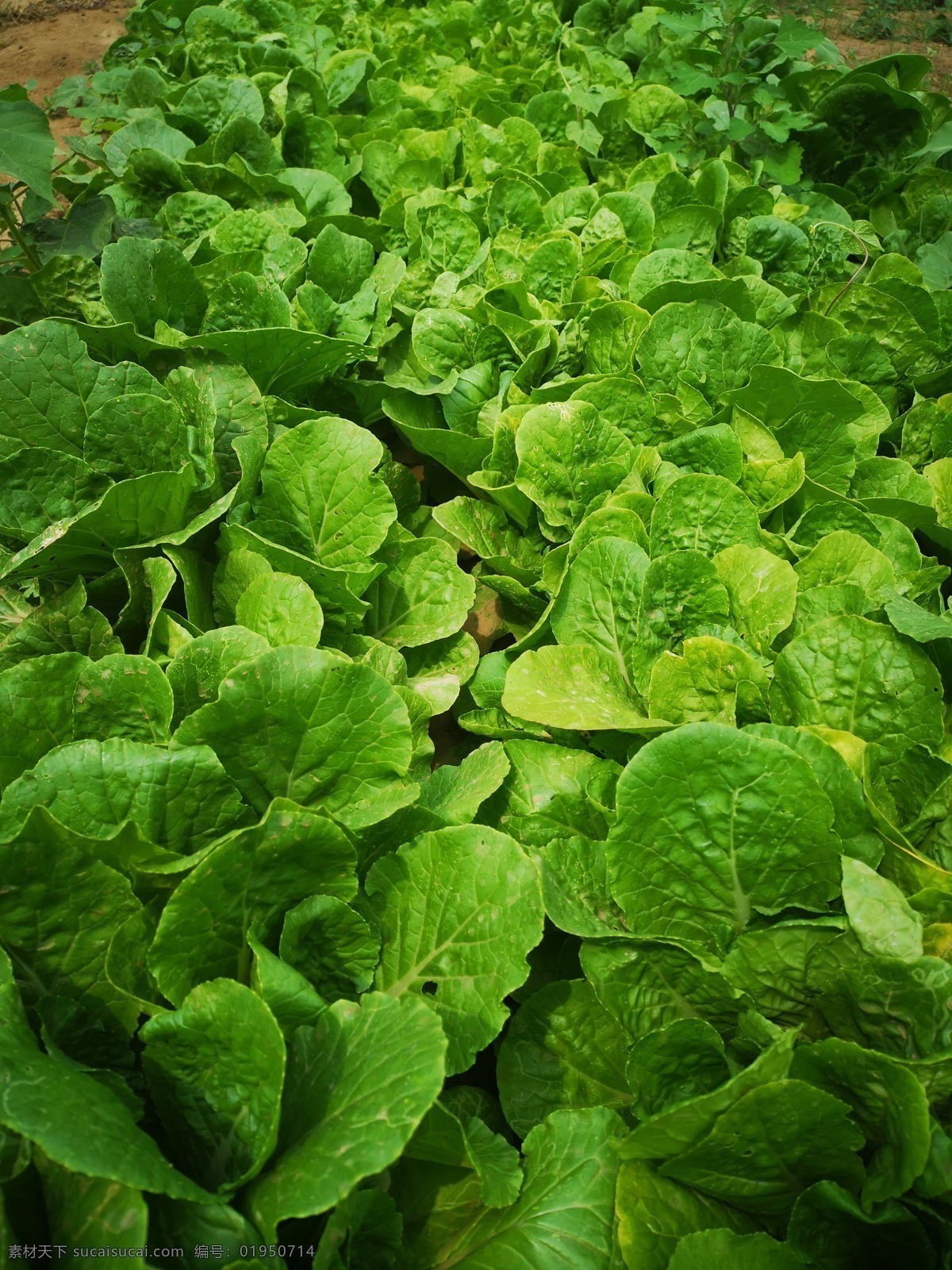 白菜类 菜地 新快菜 新品种白菜 有机蔬菜 午餐 食品 菜 背景 健康 美味 开胃菜 新鲜 蔬菜 绿色 快菜白菜 白菜 青菜 生鲜 花草树木 旅游摄影 国内旅游