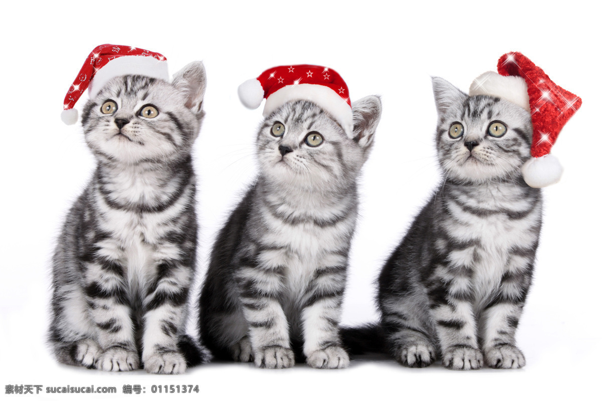 三 只 带 圣诞 帽 猫 三只 圣诞帽 动物 圣诞节 节日 圣诞装饰 猫咪图片 生物世界