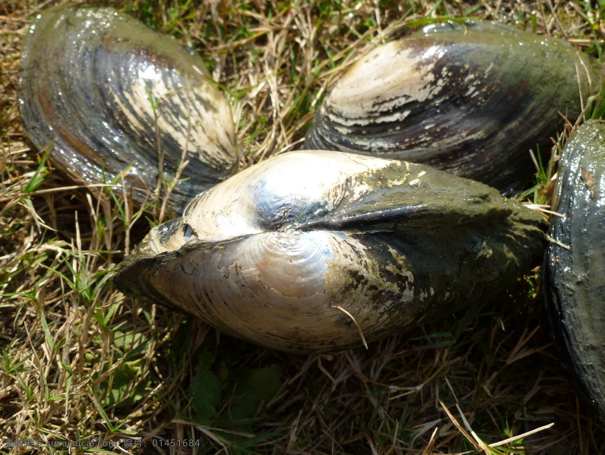 河蚌 蚌壳 河蚌肉 河蚌纹理 蚌壳花纹 软体生物 斧足 河歪 河蛤蜊 鸟贝 西施舌 海鲜 优质蛋白 超市河蚌 河蚌养殖 水果 生物世界 海洋生物