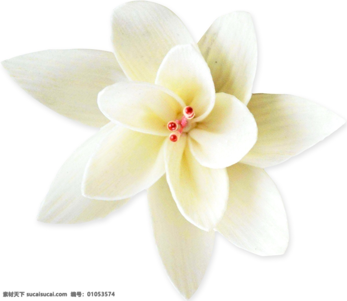 白色 艺术 花朵 格式 创意 花卉 免抠