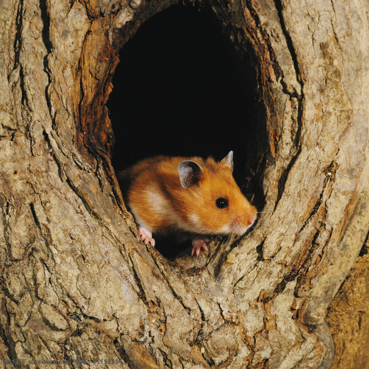 老鼠 宠物鼠 树洞 机灵 小动物 动物世界 动物摄影 野生动物 生物世界