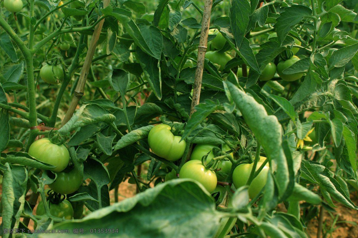 青 番茄 高清 绿色食品 拍摄 生物世界 蔬菜 青番茄