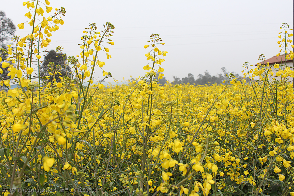 油菜花 花草 花卉 绿色 生物世界 蔬菜 天然 田园风光 植物 新年 自然景观 风景 生活 旅游餐饮