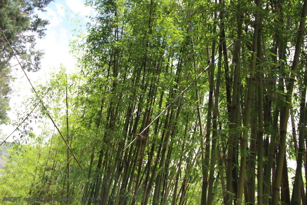 云南竹林 竹林 竹子 天空 树木 竹海 云南 蝴蝶泉 国内旅游 旅游摄影