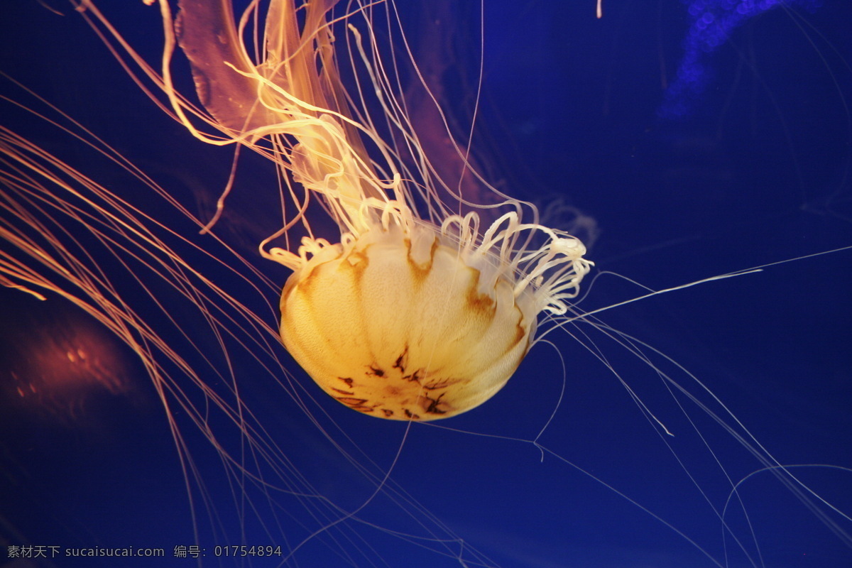 海洋生物 海底世界 海洋 礁石 生物世界 鱼 鱼类 珊蝴礁石 珊蝴 海底景色