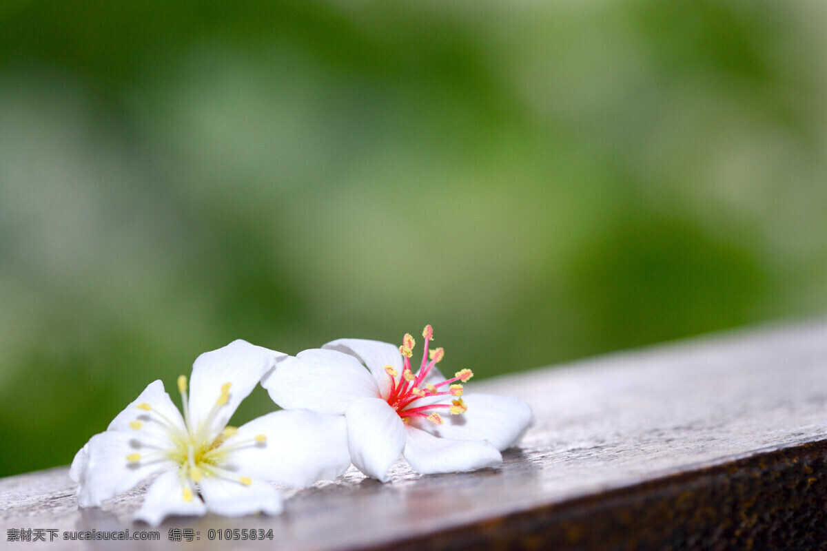 白色 純 淨 花 花朵 花卉 鲜花 白色純淨花 繁花似景 风景 生活 旅游餐饮