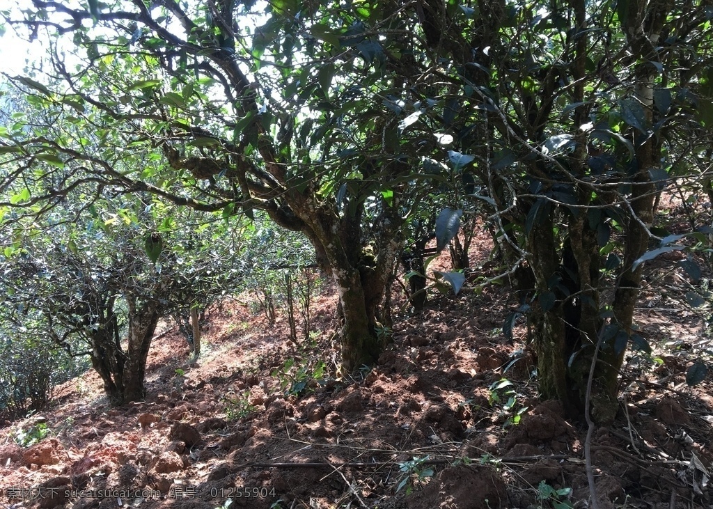 云南古茶树 古树 原始森林 原生态 绿色 生物世界 树木树叶