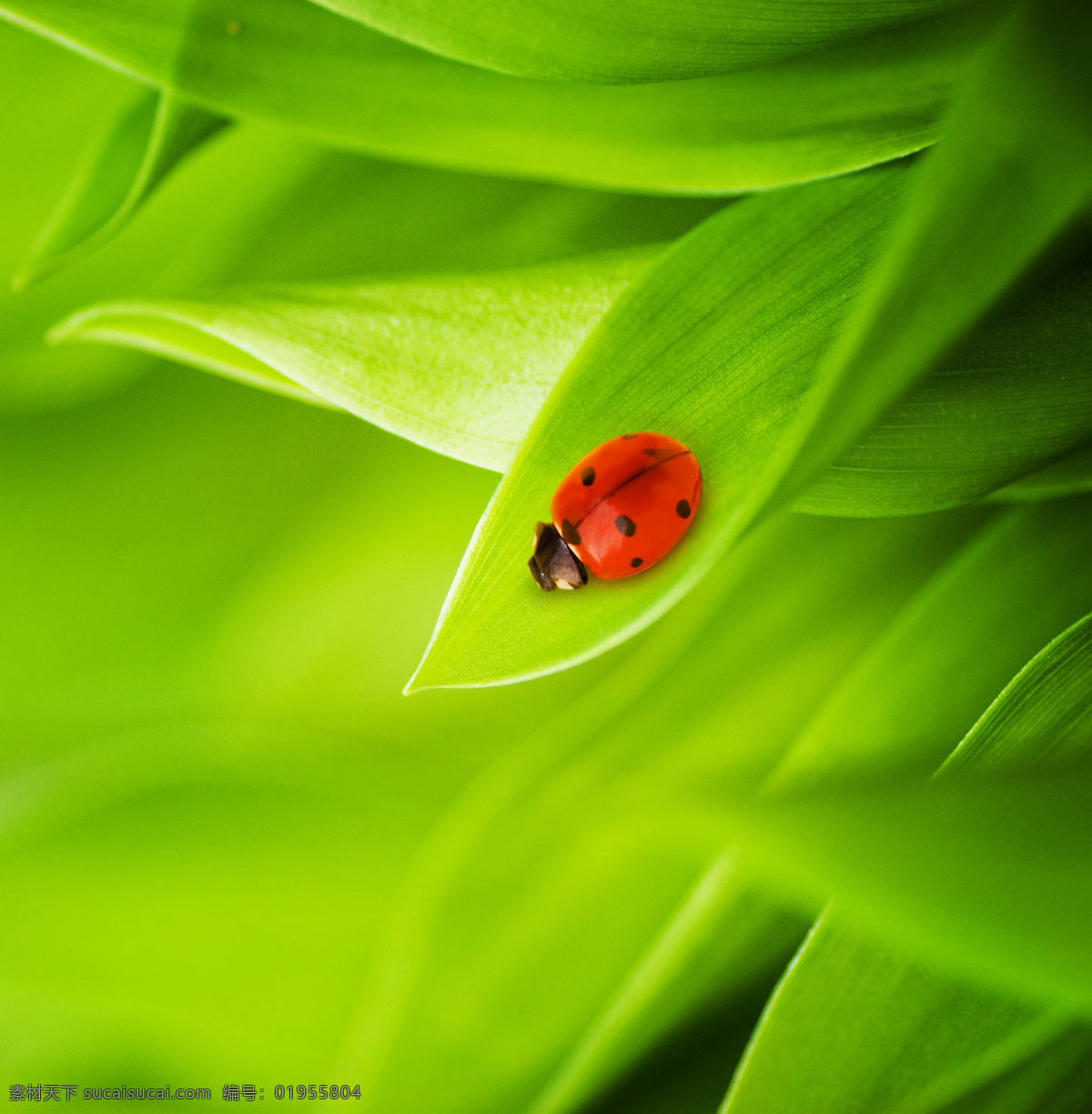 植物 瓢虫 创意图片 高清图片 昆虫 绿色 明 瓢虫虫