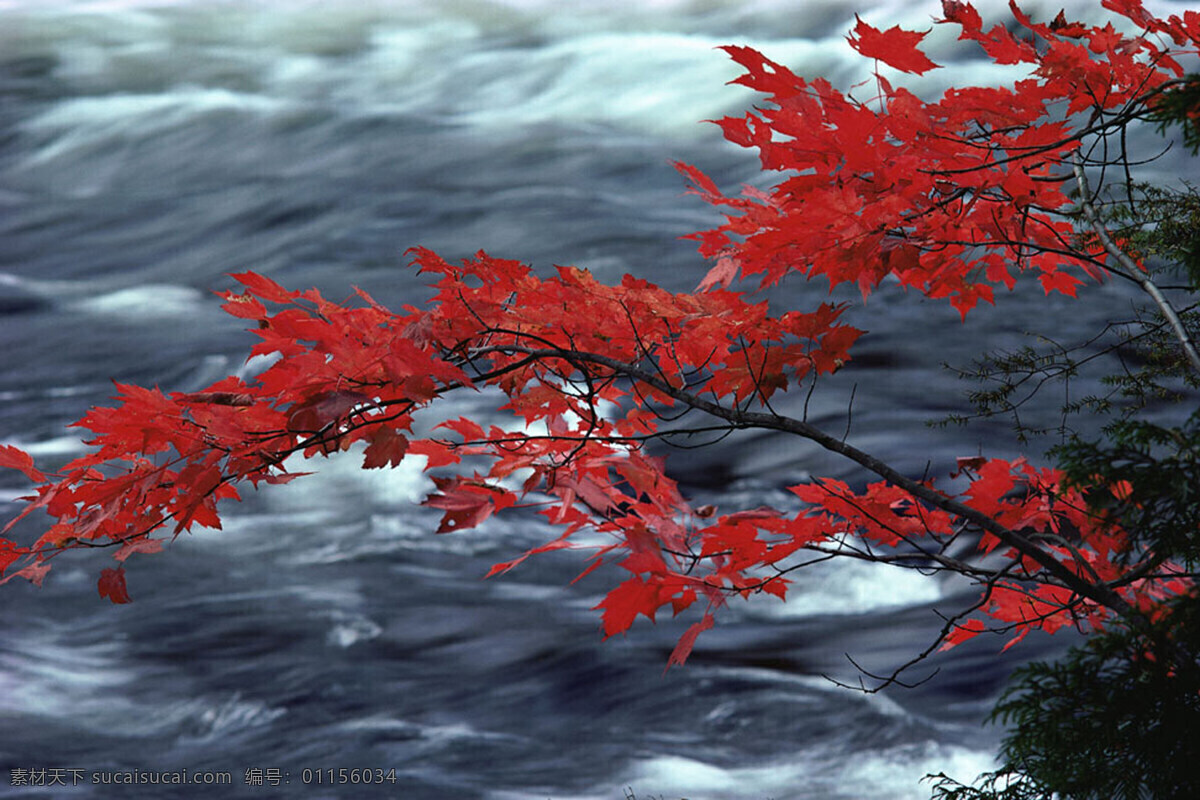 唯美 红叶 溪流 大自然 风景 树枝 树叶