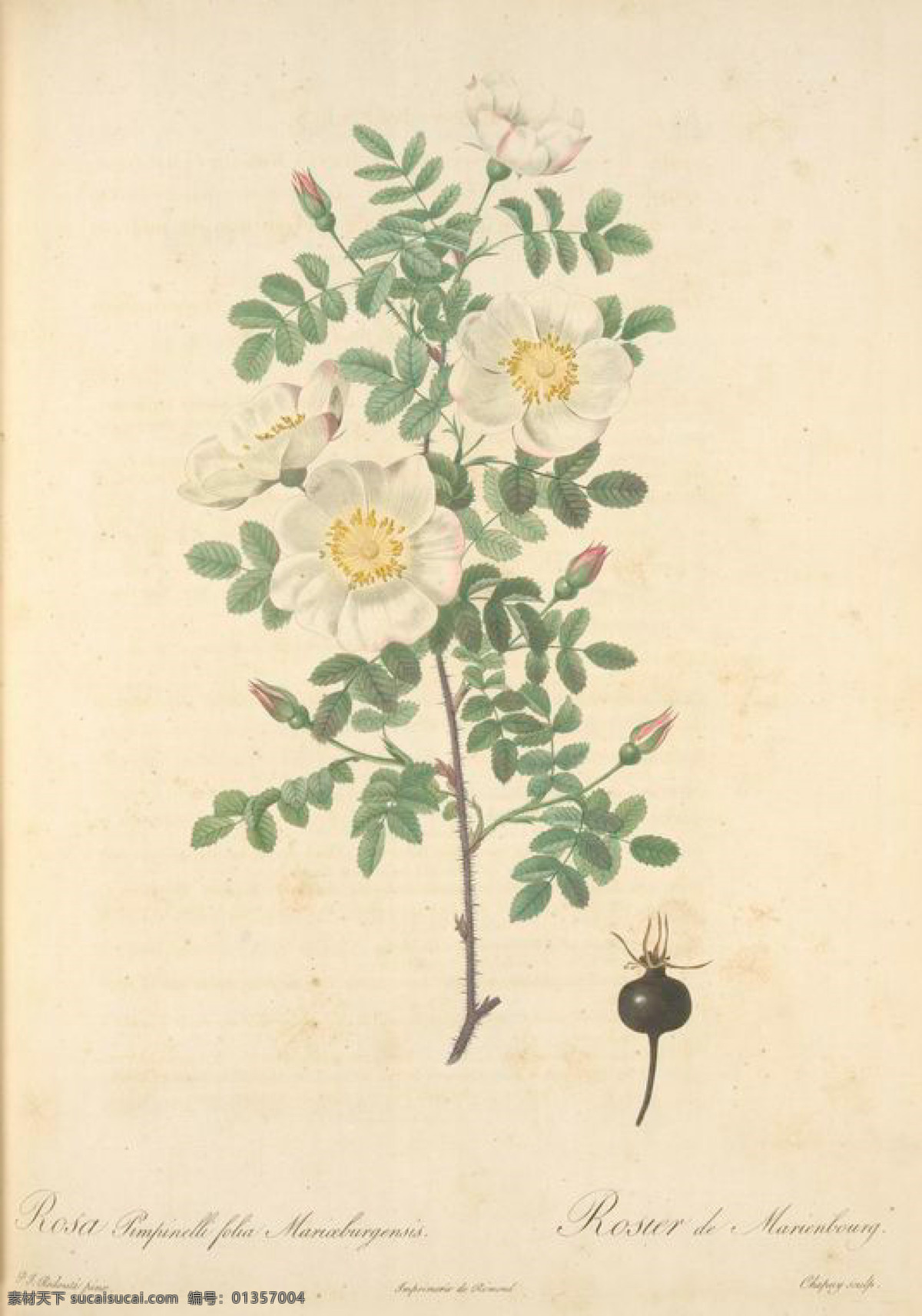 复古 油画 花朵 大全 花 花卉 玫瑰 手绘 艺术名画 植物图 文化艺术