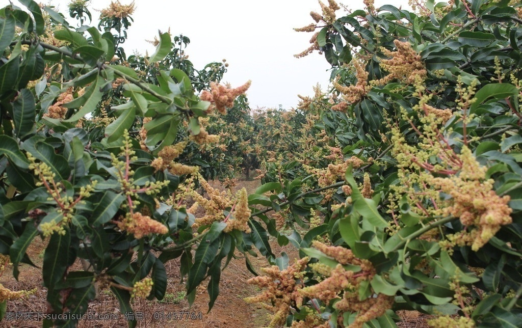 芒果花 芒果 花 设计素材 花草 花卉 植物 黄花 生物世界