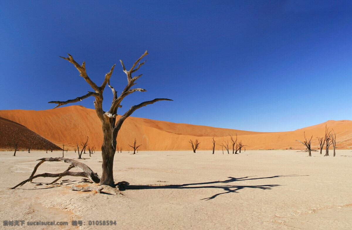 沙漠 沙漠风光 沙漠图片 牛仔 萨哈拉沙漠 沙子 平静 烈日 沙漠旅游 沙漠景点 新疆 荒芜 荒凉 细沙 沙山公园 戈壁 自然风景 枯树 蓝天 风景摄影 旅游摄影
