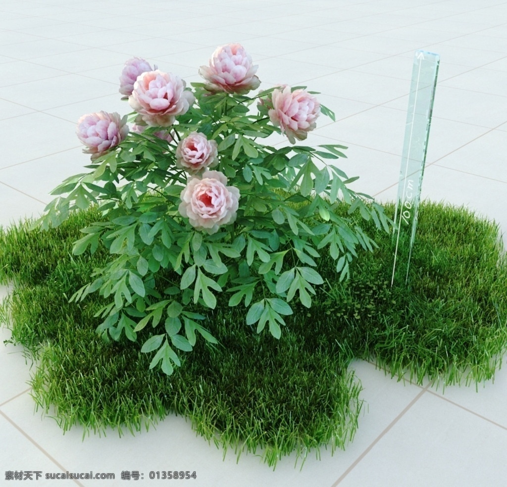 牡丹 植物 景观植物 盆栽 vray模型 景观模型 园林植物 室内模型 3d设计 max