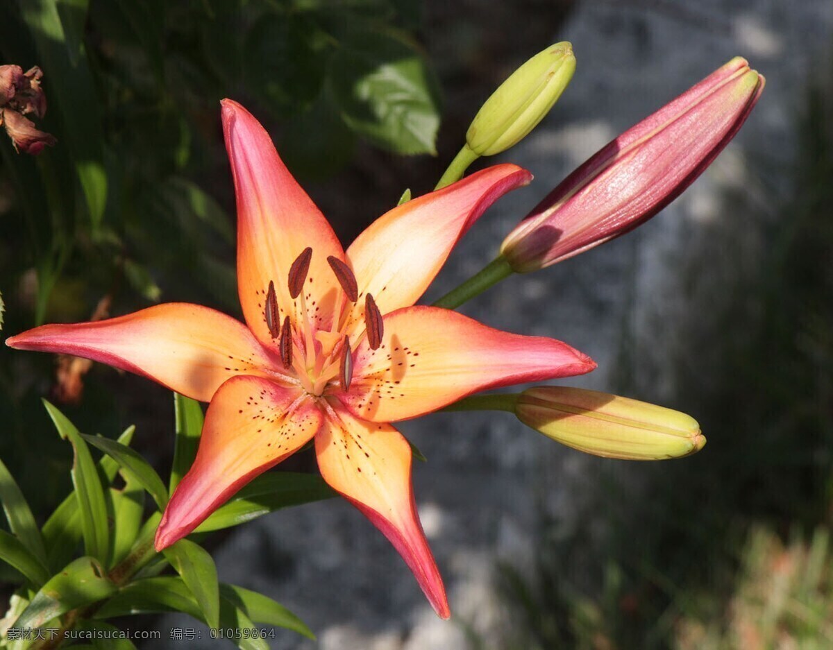 盛开的百合花 植物 花朵 花卉 盛开 百合花 生物世界 花草