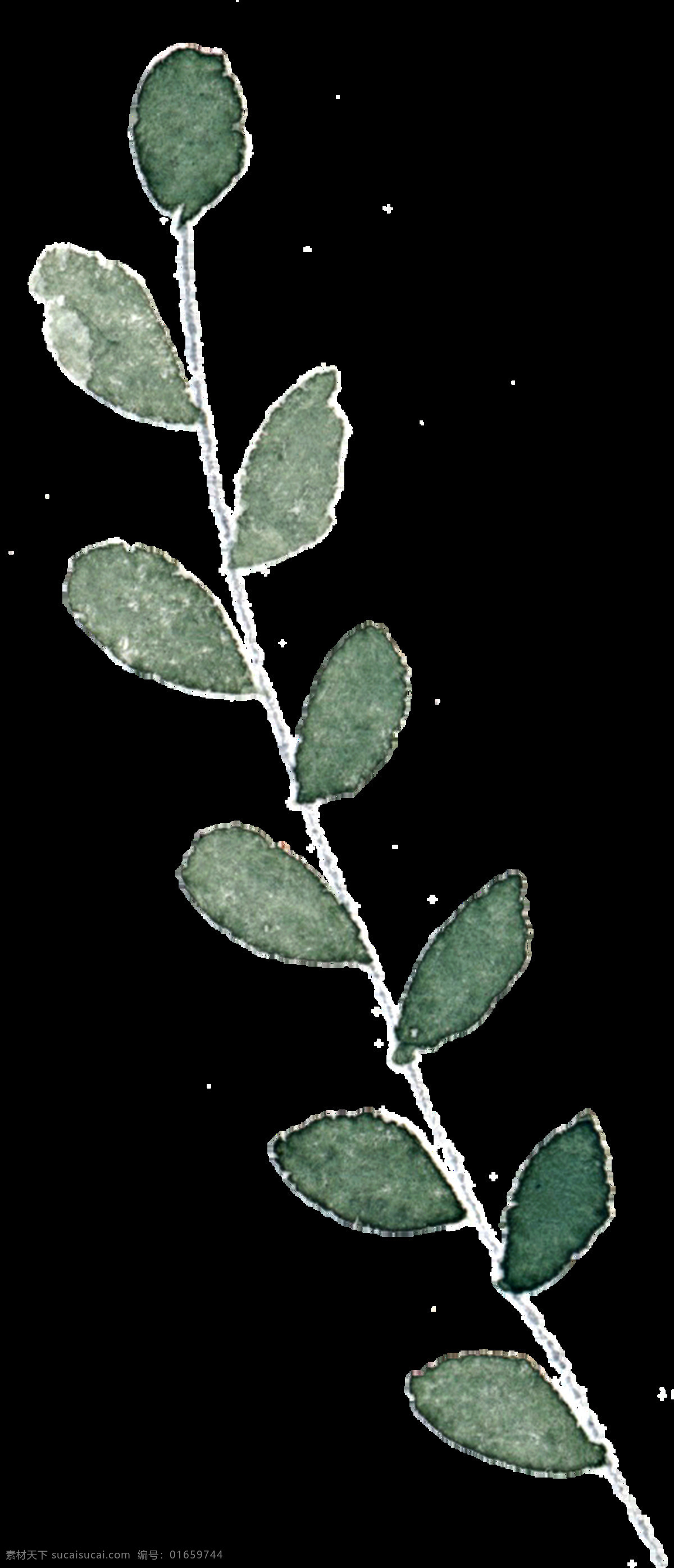 薄荷 绿叶 卡通 透明 清凉 植物 透明素材 免扣素材 装饰图案