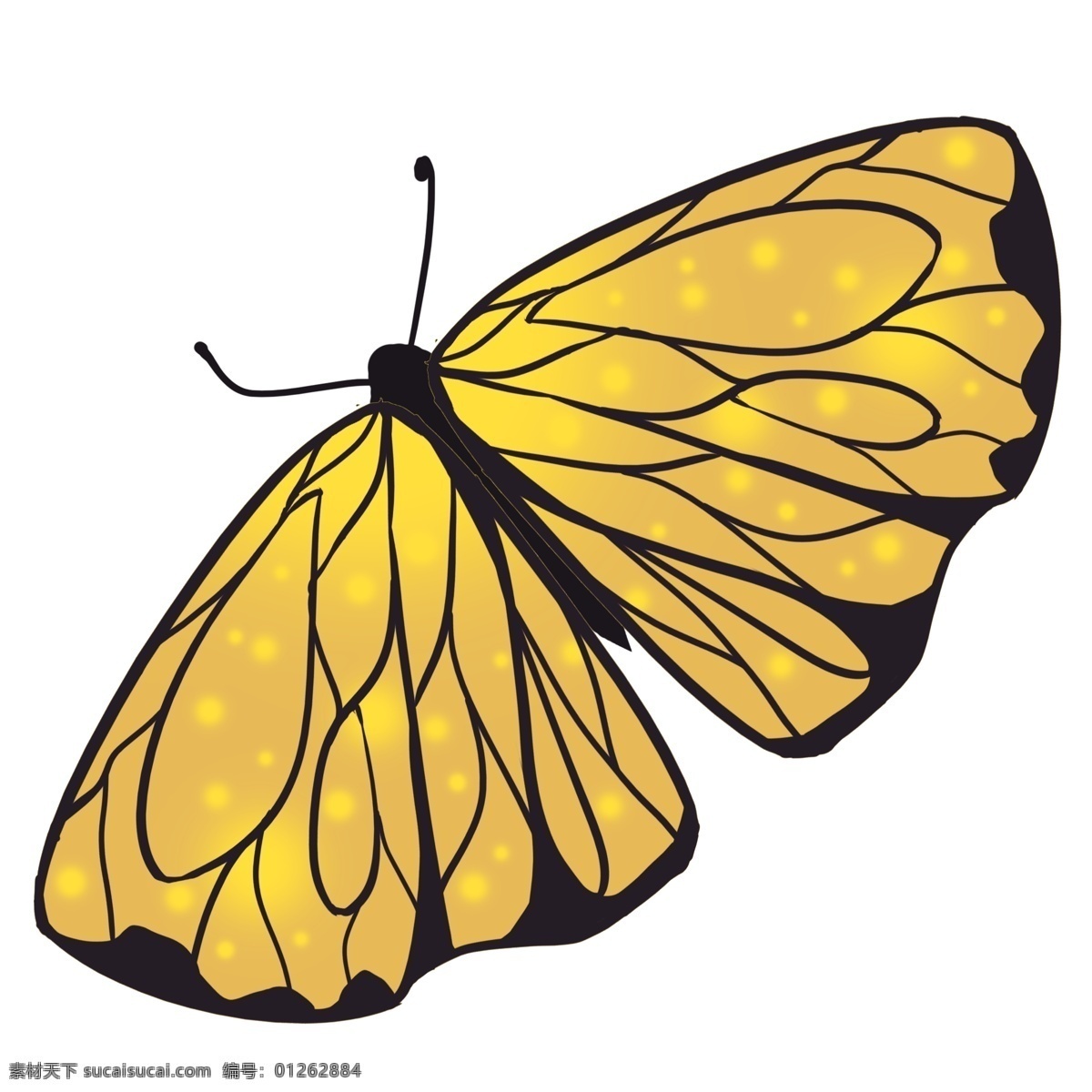 黄黑色蝴蝶 黄色 黑色 蝴蝶 底纹 扁宽
