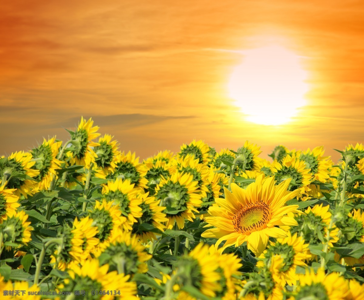 向日葵 葵花 太阳花 朝阳花 阳光 晚霞 霞光 日落 落日 夕阳 黄昏 光芒 火烧云 天空 太阳 向阳花 田园风光 花海 金黄 田野 花草 生物世界 花草高清图片