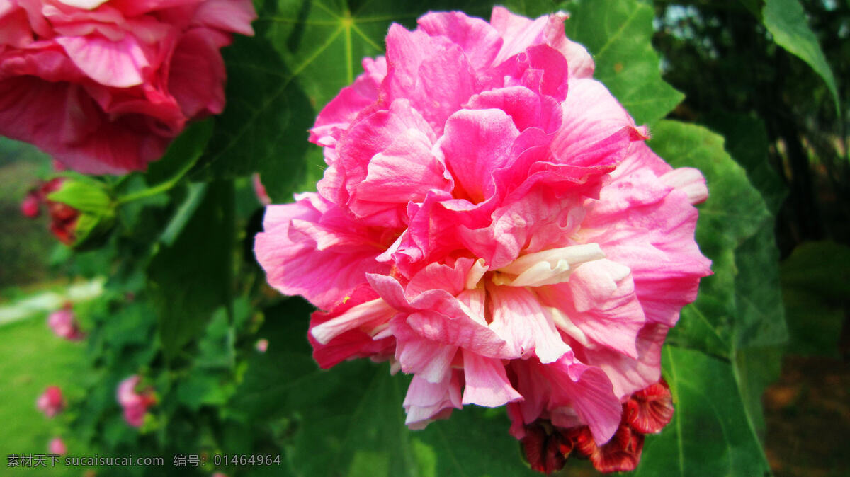 芙蓉花 粉红花 黄色花心 绿叶 花蕾 花草 生物世界