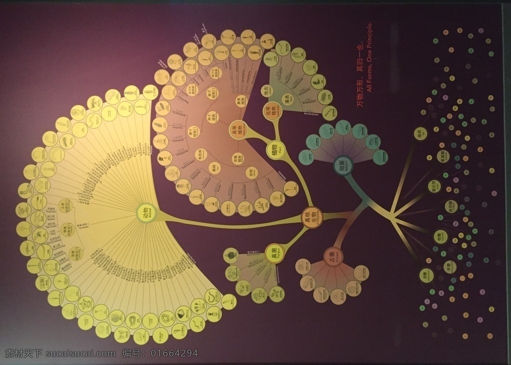 版面设计 藻类 展板设计 色彩 空间 知识点 生物世界 海洋生物
