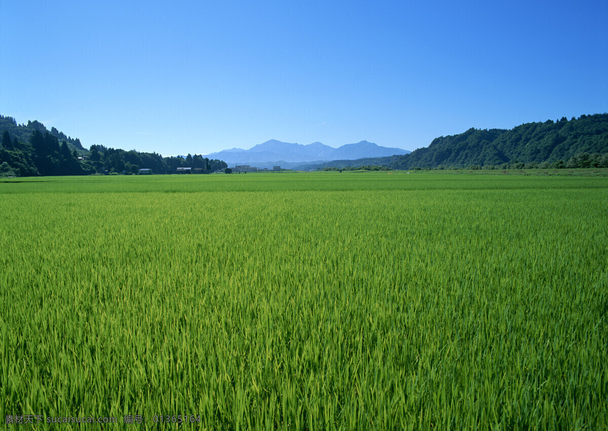 稻田 农田 水稻 乡村风光 田园风光 乡村田园风光 自然景观