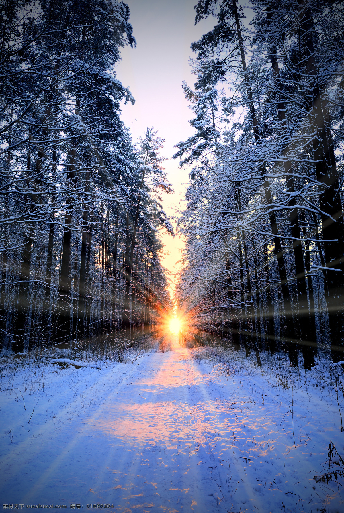 雪地阳光 雪地 深林 大树 阳光 耀眼 白色 背景 展架 海报 自然景观 田园风光
