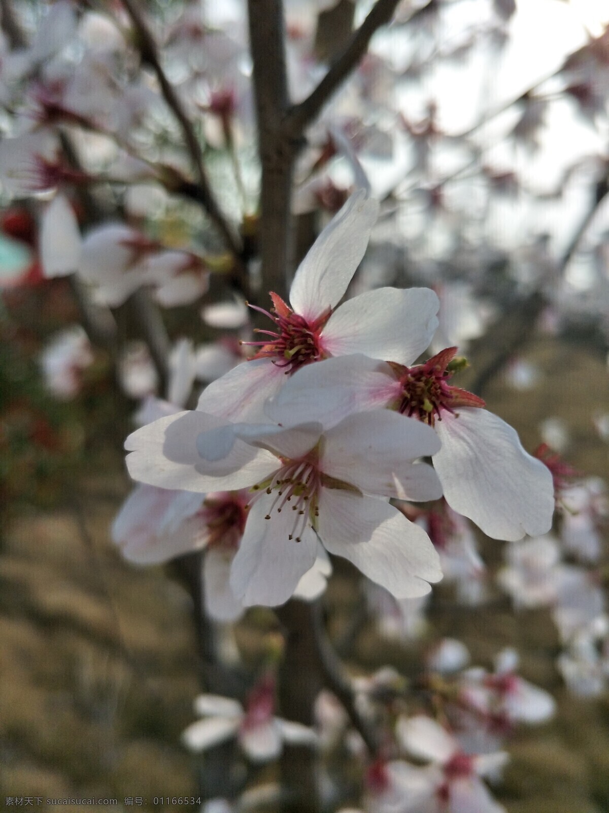 盛开的樱花 樱花观赏 樱花树 樱花背景 樱花节 自然景观 田园风光