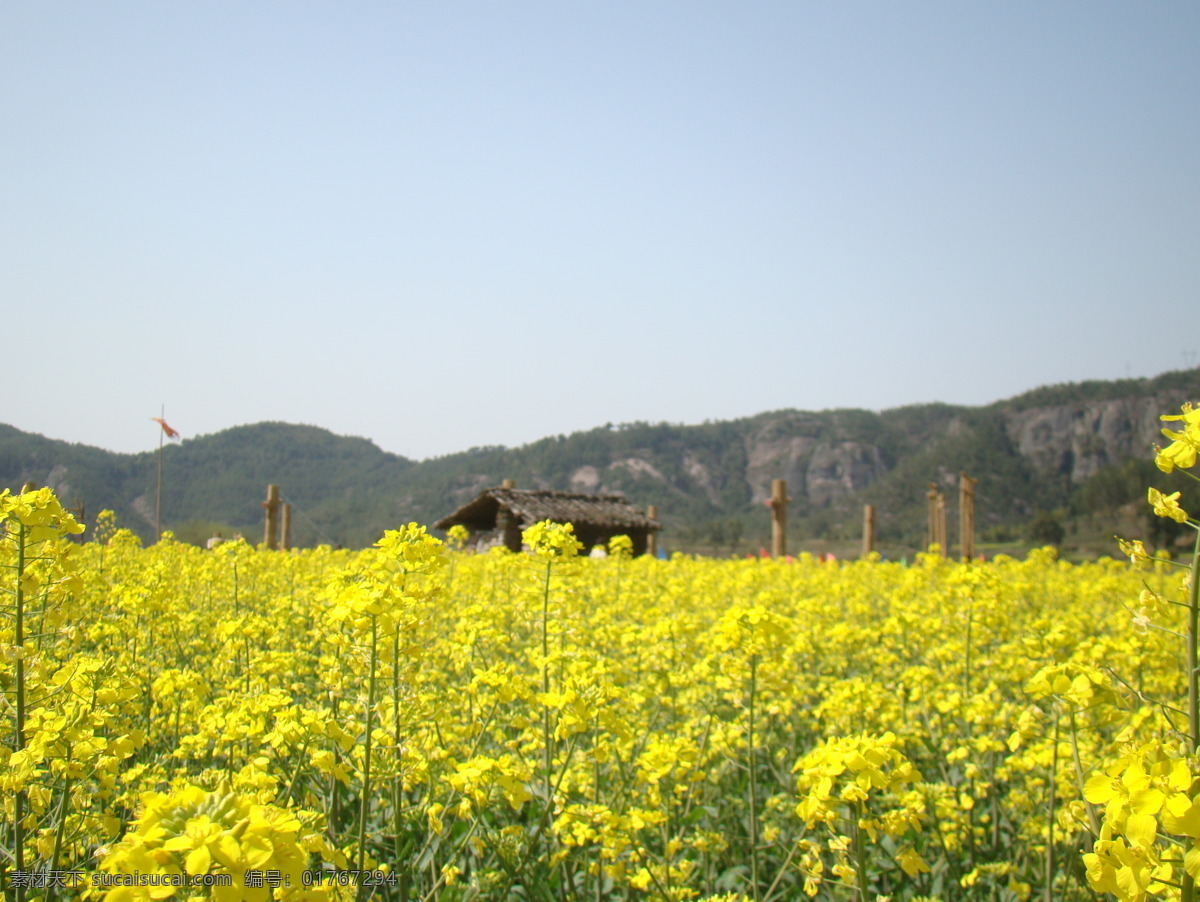 春光明媚 春天 大山 风光 风景 风情 农村 农田 油菜花 盛开 阳春三月 田园 庄稼 山村 山庄 原生态 生态旅游 青山 清新 心旷神怡 田园风光 自然景观 psd源文件